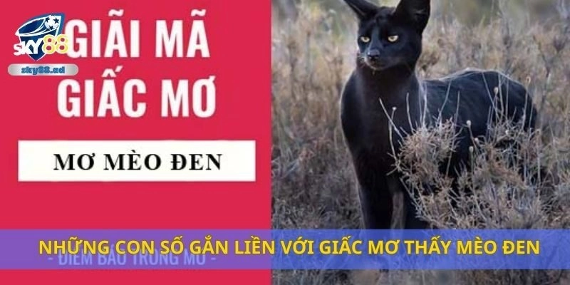 Những con số gắn liền với giấc mơ thấy mèo đen